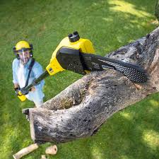 Best Lawn Renovation and Restoration  in Lakeshire, MO