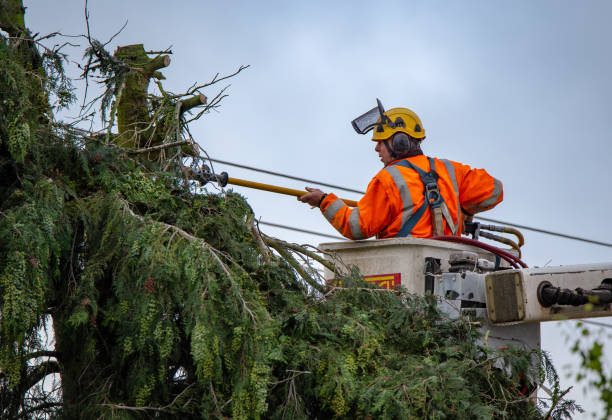  Lakeshire, MO Tree Services Pros