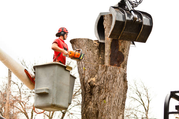 Best Tree Removal  in Lakeshire, MO